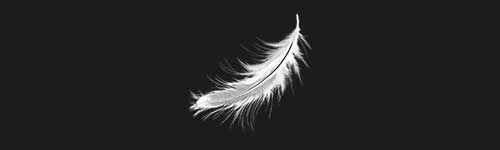 Wet Feather brush stroke preview from Realistic Feathers for Procreate