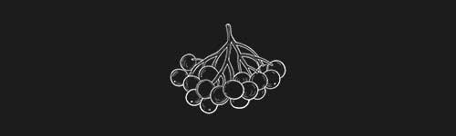 Elderberry brush stroke preview from Fruit Sketches for Procreate