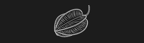 Starfruit 1 brush stroke preview from Fruit Sketches for Procreate