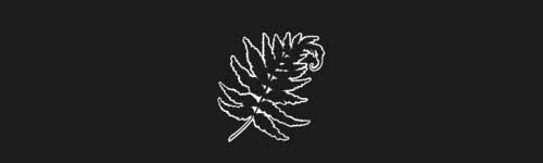 Fern Leaf brush stroke preview from Botanical Stamps for Procreate