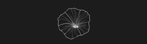 Morning Glory brush stroke preview from Flower Stamps Vol.3 for Procreate