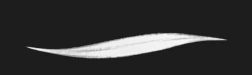 Thin Oil brush stroke preview from Oil Harmony for Procreate