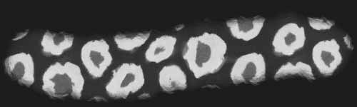 Leopard 1 brush stroke preview from Fur Brushes for Procreate