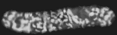 Leopard 3 brush stroke preview from Fur Brushes for Procreate
