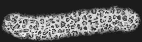 Cheetah 2 brush stroke preview from Fur Brushes for Procreate