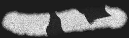 Short Spots 3 brush stroke preview from Fur Brushes for Procreate