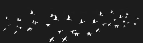 Birds Stroke brush stroke preview from Autumn Brushes for Procreate